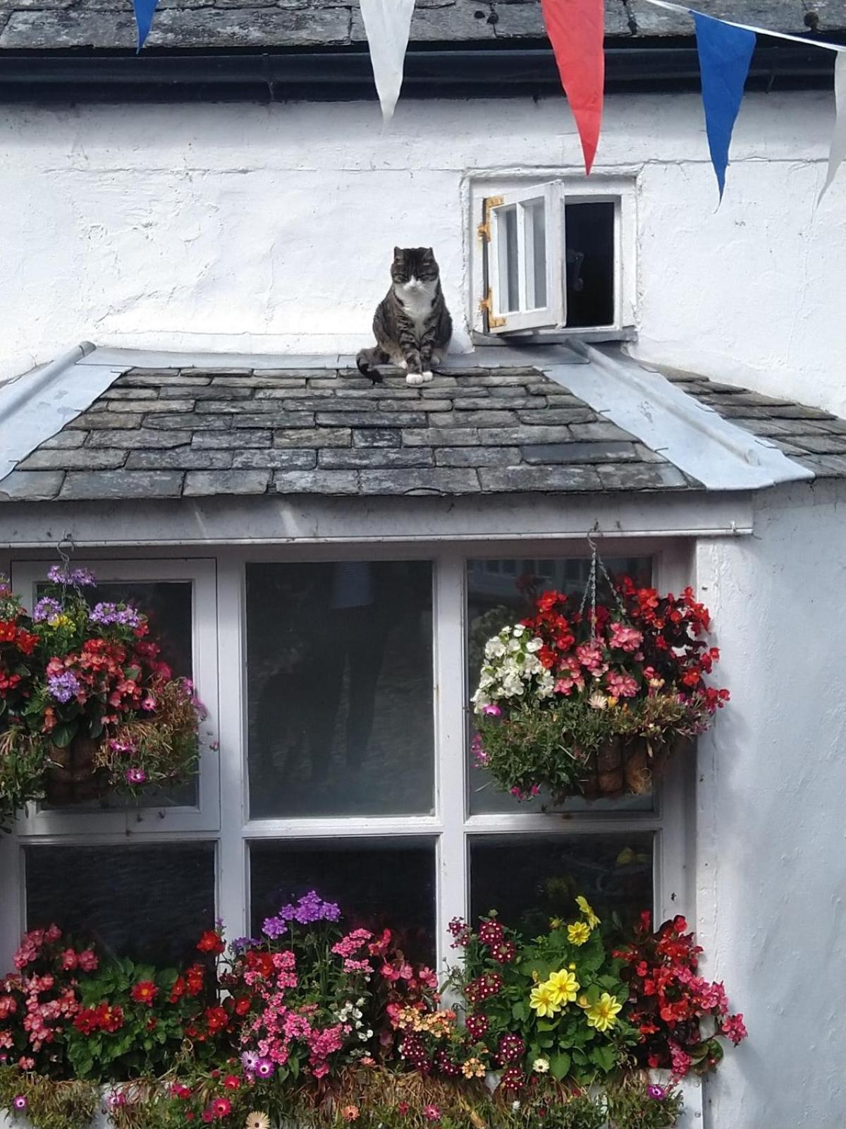 Harbour View Cottage, Clovelly Exterior foto